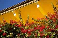 红色的bouganvillia黄色的Adobe屋顶墨西哥
