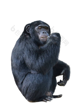 黑猩猩