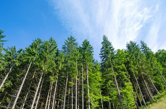 松森林深蓝色的天空山喀尔巴阡山