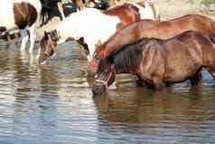 马喝水自然场景