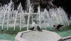鸽子喝水大理石喷泉城市公园