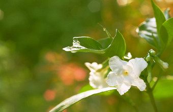 白色黑纱茉莉花