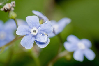 <strong>勿忘我</strong>草阿文西斯开花花