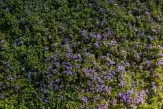 盛开的美丽的色彩斑斓的自然花视图