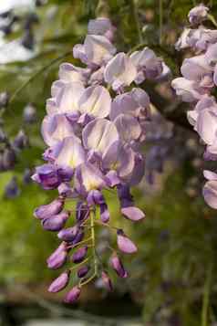 紫藤植物