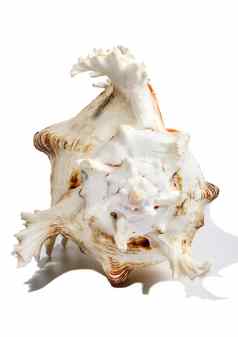 海壳牌螺旋软体动物孤立的白色