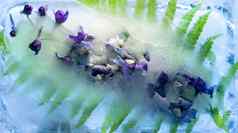 冻蓝色的飞燕草花