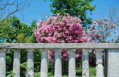 树粉红色的花栅栏天空背景浪漫的美丽的植物