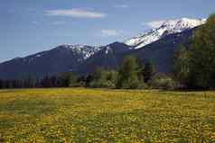 黄色的花农场雪山冰川国家公园蒙大拿