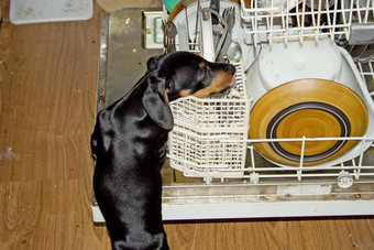 达克斯猎犬洗碗机