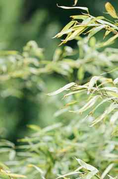 竹子背景新鲜的叶子树自然生态环境概念