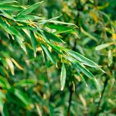 热带竹子背景新鲜的叶子树自然生态环境概念