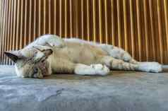 有趣的脂肪猫睡觉舒适的混凝土地板上可爱的猫睡眠时间
