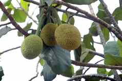 terap面包果odoratissimus热带水果婆罗洲