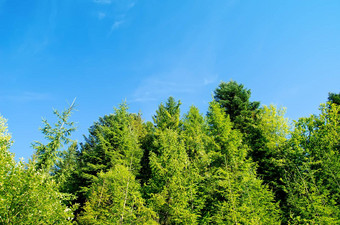 松森林深蓝色的天空山喀尔巴阡山