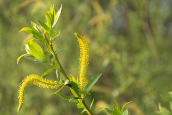 <strong>黄色</strong>的<strong>花草</strong>本植物特写镜头模糊背景