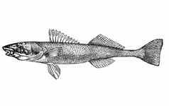 鱼阿斯普罗欧洲鲈鱼拉丁插图