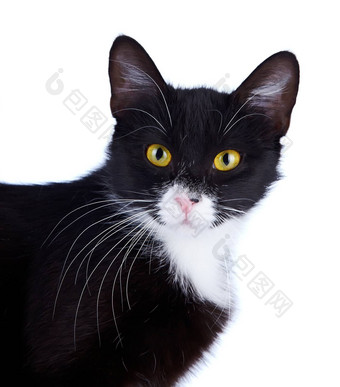 肖像黑白猫黄色的眼睛