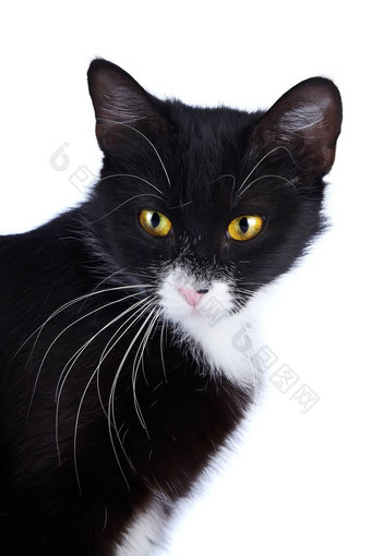 肖像黑色的猫黄色的眼睛