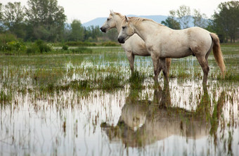 camargue<strong>马</strong>