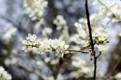 春天时间盛开的樱桃树