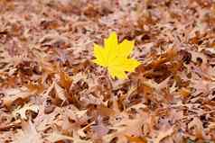 黄色的枫木叶背景橡木秋天叶子