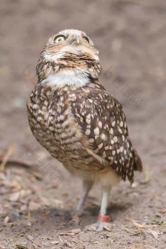 穴居猫头鹰雅典cunicularia<strong>圈养</strong>