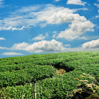 绿色<strong>茶农</strong>场山蓝色的天空背景