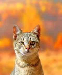 猫肖像秋天颜色背景