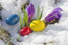 春天番红花属花雪复活节鸡蛋