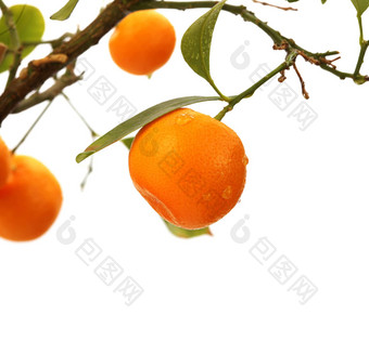 橙色树分支