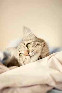 猫放松梦想床上