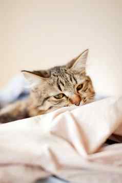 猫放松梦想床上