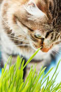 猫吃草