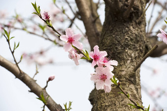 粉红色的<strong>桃子开花</strong>