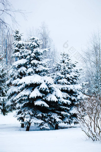 冷杉树雪