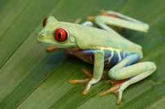 红眼的树青蛙红眼卡利德里亚斯