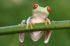 红眼的树青蛙红眼卡利德里亚斯