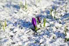 紫罗兰色的番红花属花雪