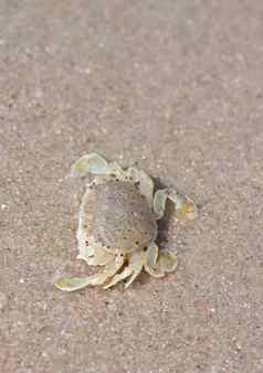螃蟹沙子