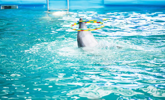 海豚海豚馆池