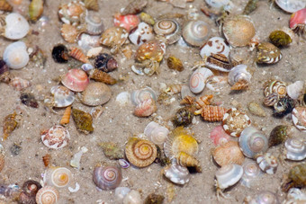 隐士蟹海螺沙子
