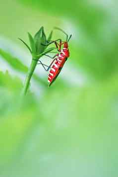 pentatomidae