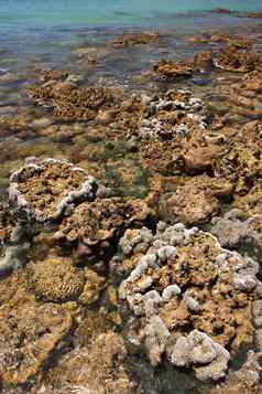 珊瑚浅水域低潮海岸泰拉
