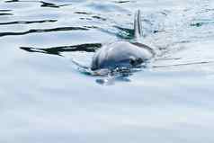 宽吻海豚海豚语Truncatus