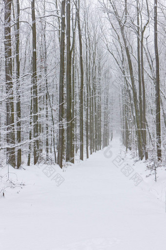 雪路捷克共和国