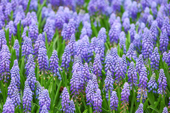 花muscari<strong>一串葡萄</strong>状的