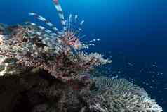 狮子鱼珊瑚红色的海