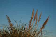 彭巴斯草原草煽动蓝色的天空