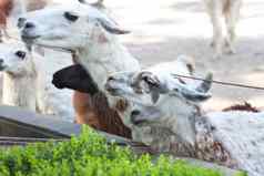 山羊开放动物园鸟类饲养场